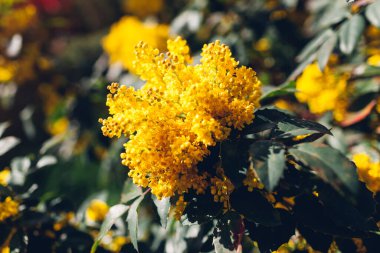 Mahonia aquifolium. İlkbahar parkında çiçek açan sarı çiçekli çalılar. Nisan bitkileri açıyor. Kapat.