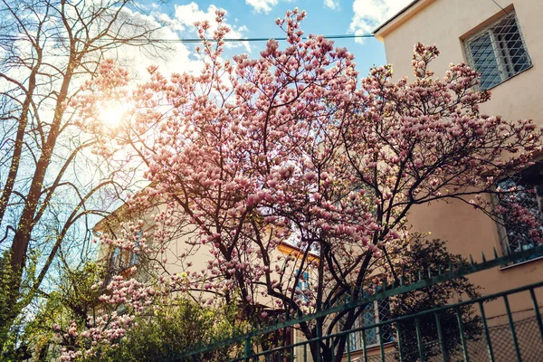 Квіти Магнолії Дерево Квітуче Рожевими Квітами Весняному Саду Гілка Цвіте — стокове фото