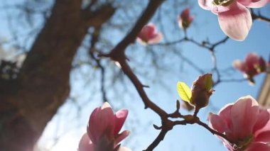 Manolya çiçekleri. Bahar bahçesinde pembe çiçeklerle açan ağaç. Çiçek açan dallar. Doğal güzellik. Düşük açı