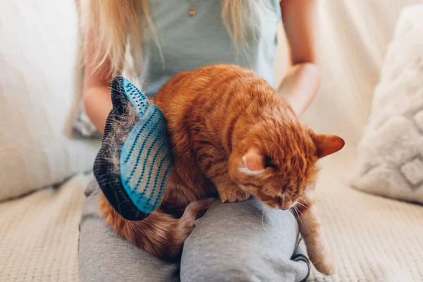Brushing ginger cat with glove to remove pets hair. Woman taking care of animal combing cleaning it with hand rubber glove at home. Fur allergy free