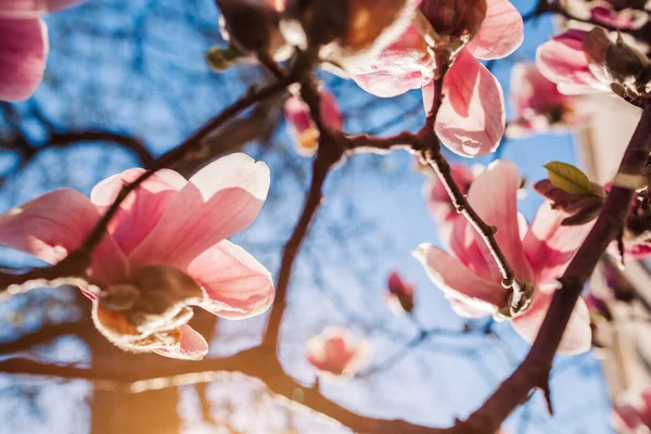 Kwiaty Magnolii Drzewo Kwitnące Różowymi Kwiatami Wiosennym Ogrodzie Kwitną Zachodzie — Zdjęcie stockowe