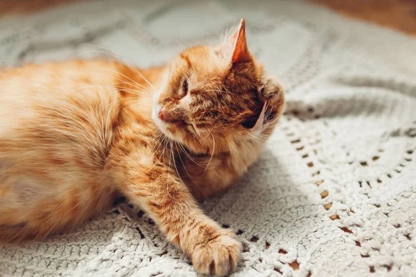 Ginger Cat Washing Ear Lying Floor Rug Home Pet Cleaning — Stock Photo, Image