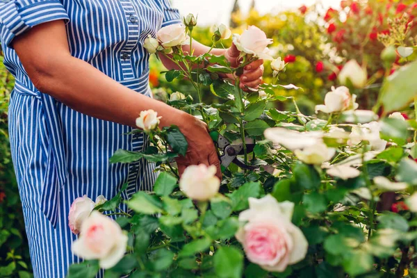 Mujer Jardinera Mayor Recogiendo Rosas Flores Jardín Mujer Mediana Edad — Foto de Stock