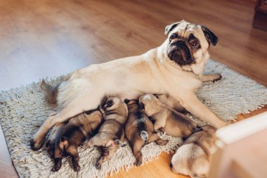 Pug köpeği annesi evde altı yavruyu besliyor. Yavrular süt emiyor. Köpek halıya uzanmış, çocuklar oturma odasında dinleniyor. Aile zamanı.