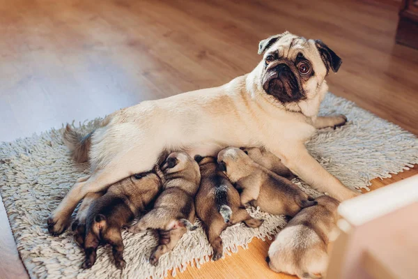 Pug Dog Matka Karmienia Sześć Szczeniąt Domu Szczeniaki Wysysające Mleko — Zdjęcie stockowe