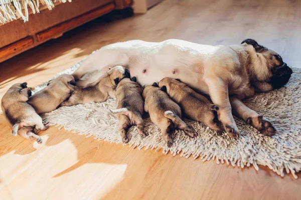Pug Dog Madre Alimentando Seis Cachorros Casa Cachorros Chupando Leche —  Fotos de Stock
