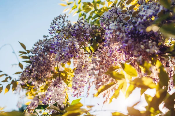 Wisteria Kwiaty Kwitnä Wiosennym Ogrodzie Winorośle Krzewu Wisteria Wiszące Ogrodzeniu — Zdjęcie stockowe