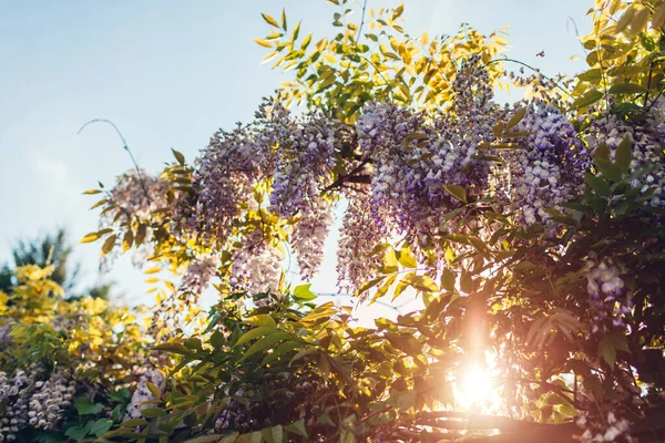 Flores Wisteria Florescendo Jardim Primavera Vinhas Arbusto Wisteria Penduradas Cerca — Fotografia de Stock