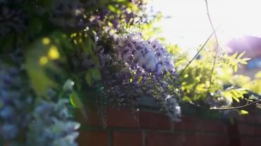 Bahar bahçesinde çiçek açan Wisteria çiçekleri. Çitlerden sarkan Wisteria çalıları. Mor günbatımı rüzgarda sallanıyor. Doğa manzarası