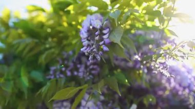 Bahar bahçesinde çiçek açan Wisteria çiçekleri. Çitlerden sarkan Wisteria çalıları. Mor günbatımı rüzgarda sallanıyor. Doğa manzarası