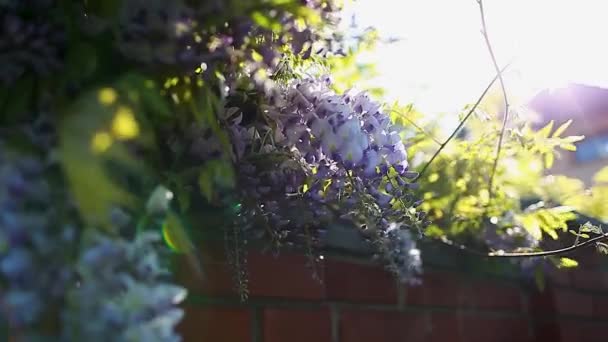 Fiori Glicine Che Sbocciano Nel Giardino Primaverile Vitigni Glicine Appesi — Video Stock