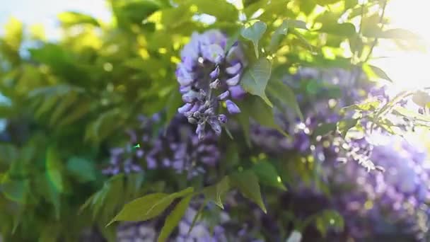 Wisteria Blommor Blommar Vår Trädgård Viner Torkad Buske Som Hänger — Stockvideo