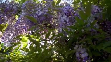 Bahar bahçesinde çiçek açan Wisteria çiçekleri. Çitlerden sarkan Wisteria çalıları. Mor gün batımı rüzgarda sallanıyor.