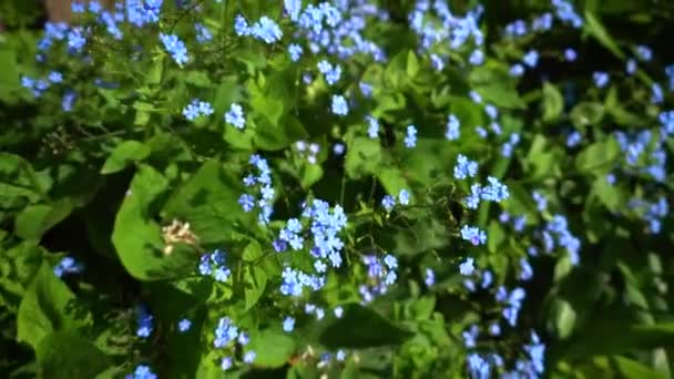 Сині Маленькі Квіти Цвітуть Літньому Саду Забудьте Цвісти Зеленим Листям — стокове відео