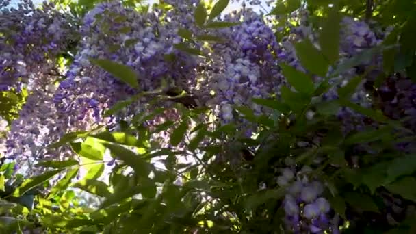 Wisteria Kwiaty Kwitnä Wiosennym Ogrodzie Winorośle Krzewu Wisteria Wiszące Ogrodzeniu — Wideo stockowe