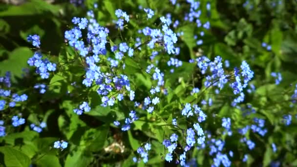 夏の庭に青い小さな花を咲かせます 緑の葉で忘れられない私ではない花 春の自然の花の背景 — ストック動画