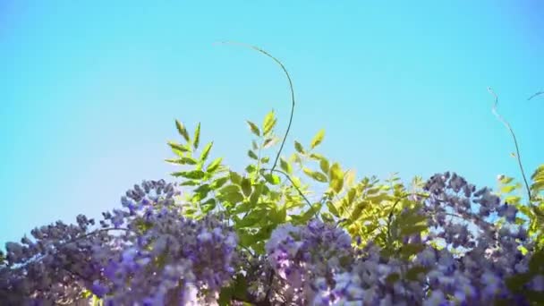 Les fleurs de Wisteria fleurissent dans le jardin de printemps. Des vignes de glycine suspendues à une clôture. Violet fleur du coucher du soleil tremblant sur le vent 