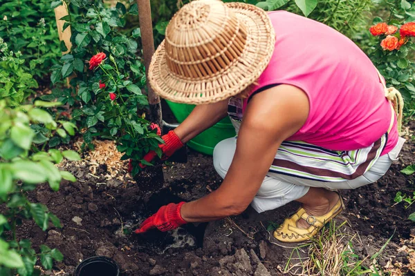 Wanita Tukang Kebun Mencangkok Bunga Mawar Merah Dari Pot Tanah — Stok Foto