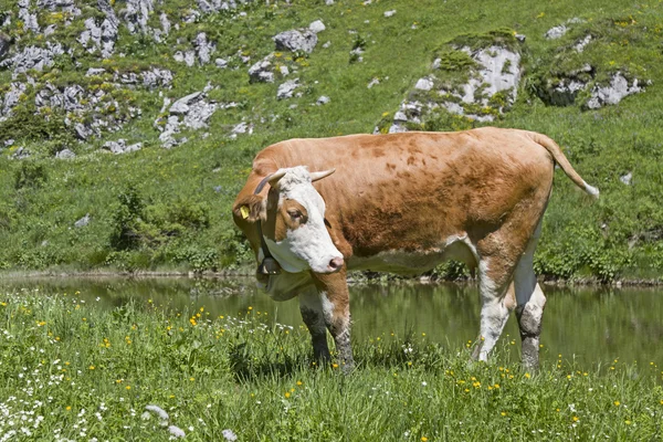 cow in an alpine meadow