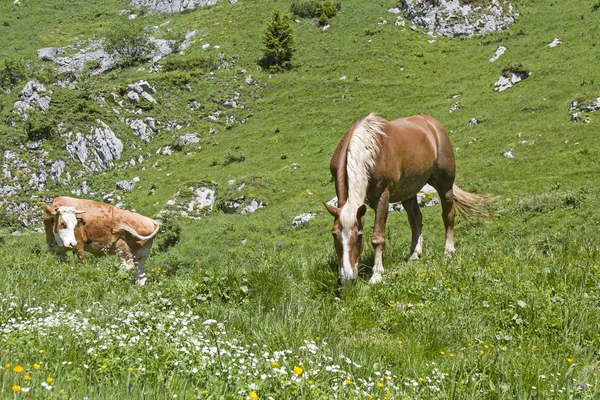 Pferd und Kuh auf einer Alm — Stockfoto