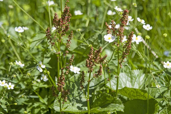 Жовтець aconitifolius і щавель у лузі — стокове фото