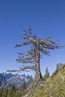 Karwendel'de gösterimler
