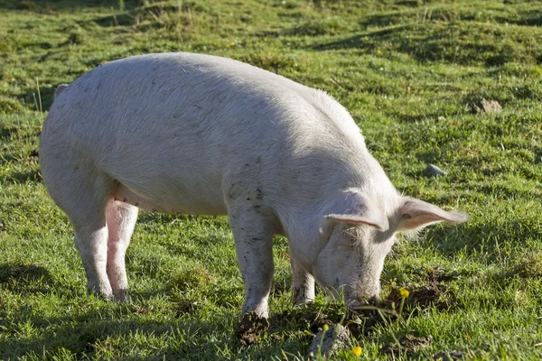 Schwein, das man haben muss — Stockfoto