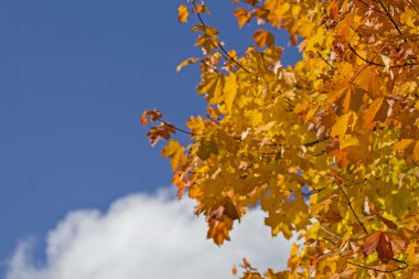 Ekim ayında boyama yaprak