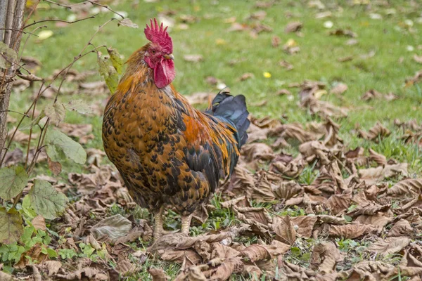 Een trotse haan — Stockfoto