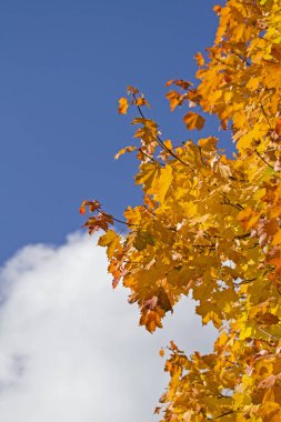 Ekim ayında boyama yaprak