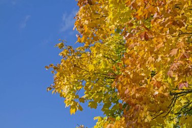 Ekim ayında boyama yaprak