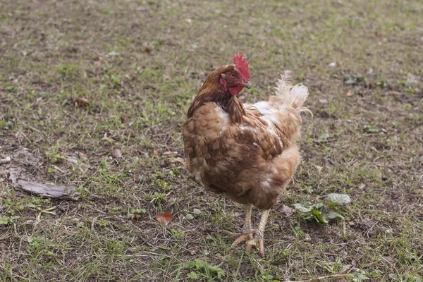 Hen on green meadow — Stock Photo, Image