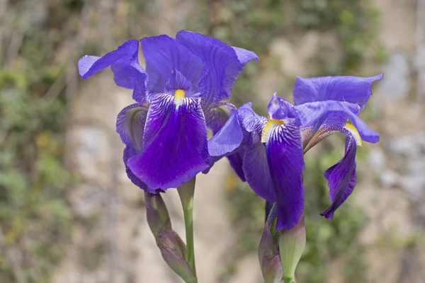 Two blue irises — Stock Photo, Image