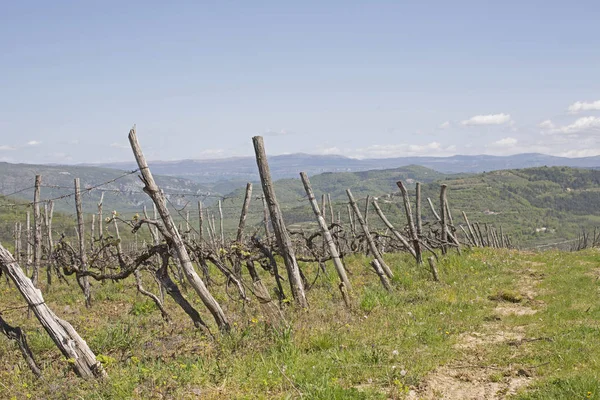 Paisagem com vinhas — Fotografia de Stock