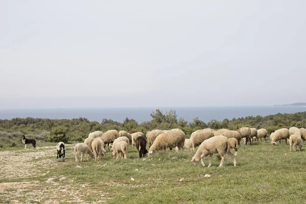 Ovejas en Istria — Foto de Stock