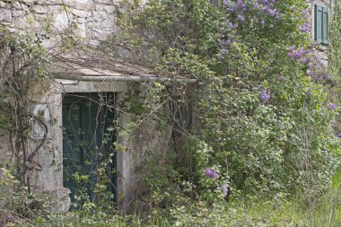 Bitki vahşi ile ev giriş