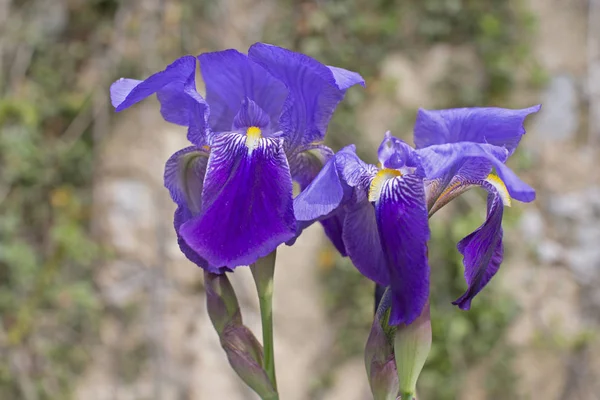 Kék íriszek sibirica — Stock Fotó