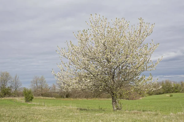 Весна на Истрии — стоковое фото