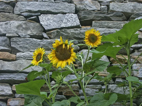 Sonnenblumen vor der Wand — Stockfoto