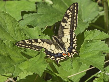 Papilio machaon üzerindeki yeşil yaprak