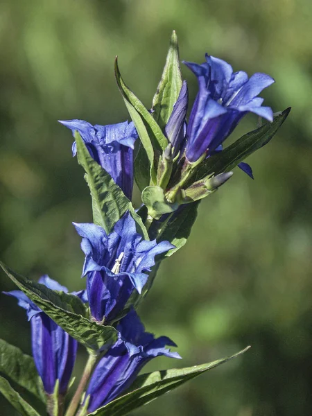 Blue Gentiana asclepiadea — Stock Photo, Image