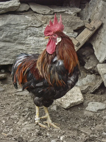 Proud cock on a farm — Stock Photo, Image