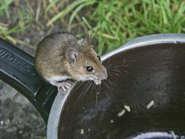 Small European wood mouse clipart