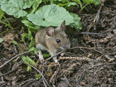 Small european forest mouse  clipart