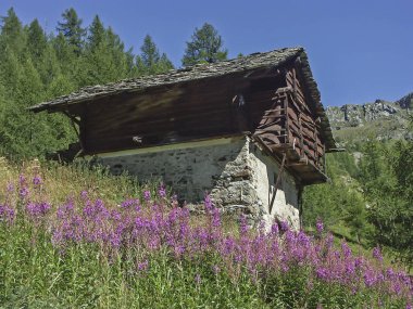Epilobium angustifolium ve pastoral kulübe