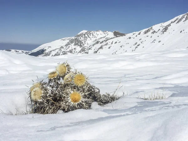 Carlina vulgaris-a tél végén — Stock Fotó