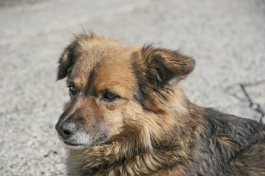 Karışık bir köpek portresi