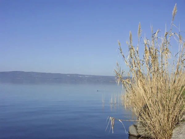 Cañas en el lago Bolsena — Foto de Stock