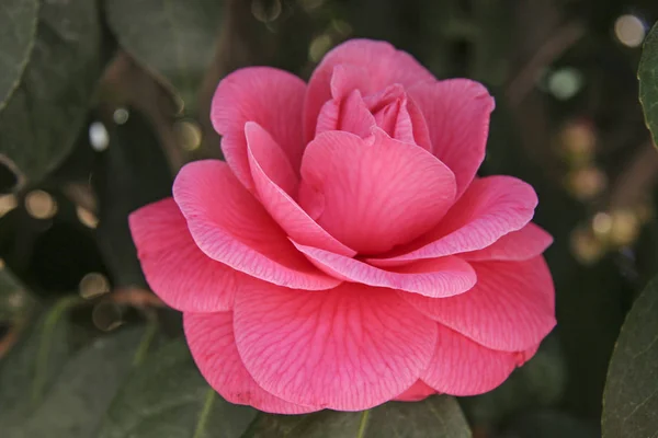 Rosa rosa no parque — Fotografia de Stock