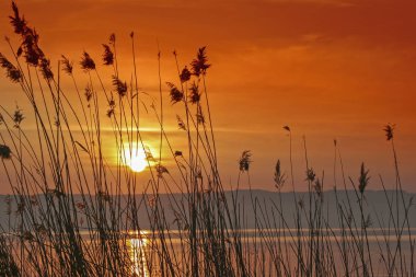 Göl Bolsena, sazlık